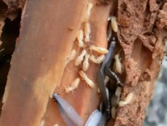 迎江白蚁防治公司分享生物防治白蚁技术，绿色环保防虫新方式